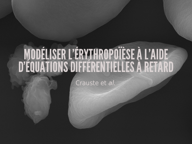 Modéliser l'érythropoïèse à l'aide d'équations différentielles à retard