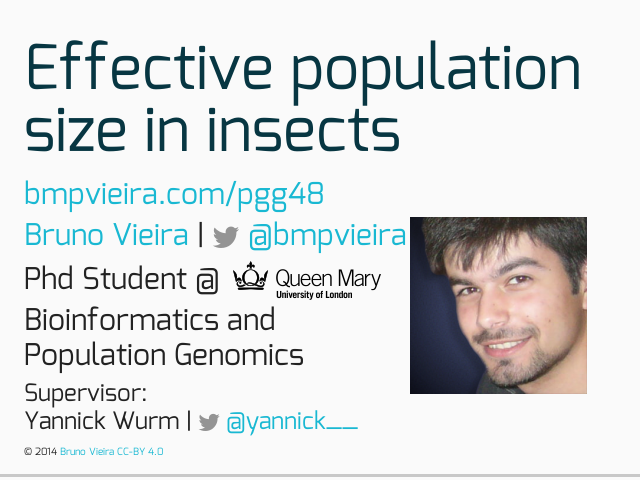 Effective population size in insects